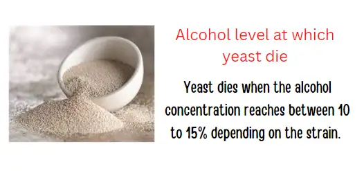 Yeast dies when alcohol content reaches 10 to 15%
