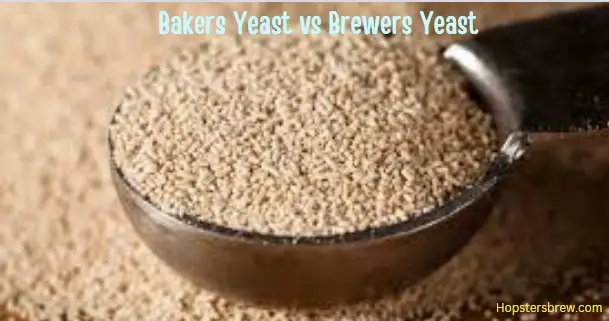 Bakers Yeast vs Brewers Yeast